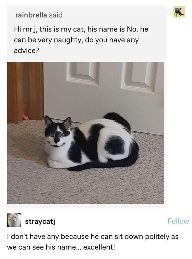 His name is No. He’s naughty but polite. Can’t argue with that. - meme