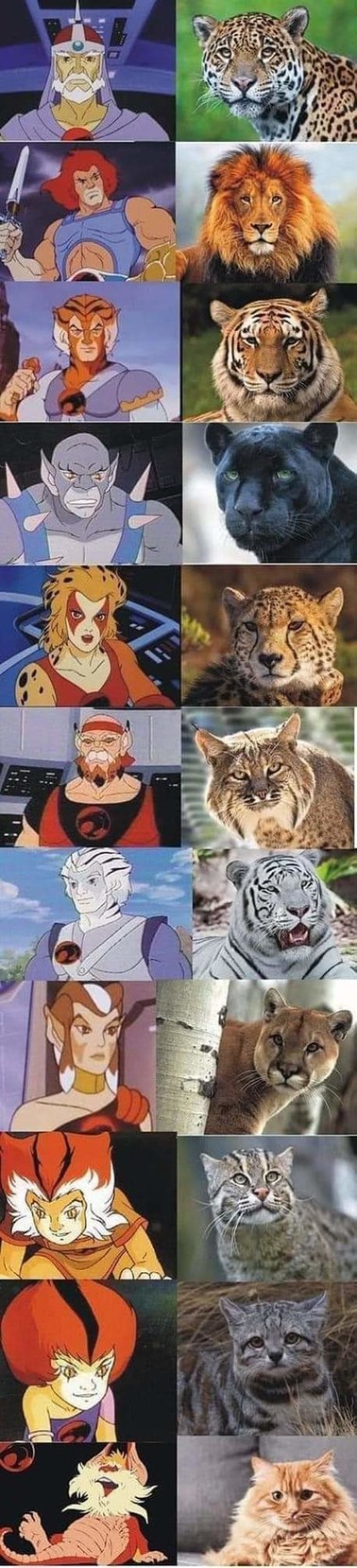 Thundercats en la vida real - meme