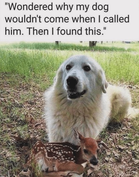 Dog meets Bambi - meme