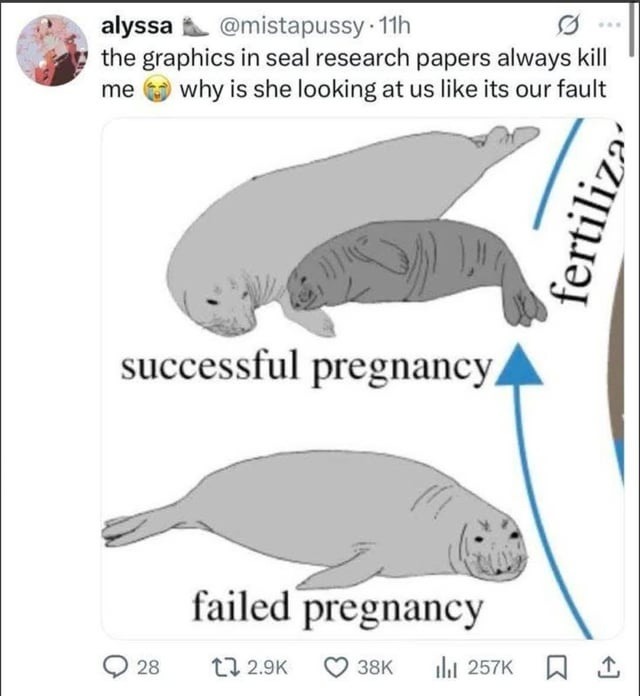 seal judging you - meme