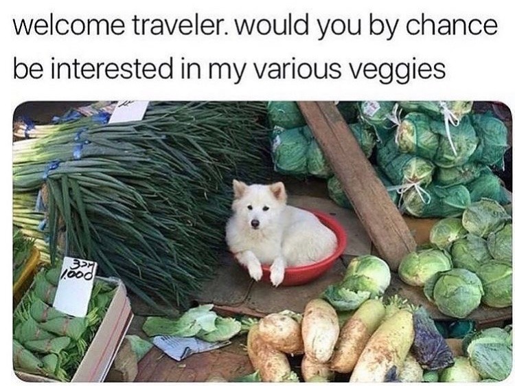dog has veggies if you have coin - meme