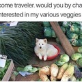 dog has veggies if you have coin