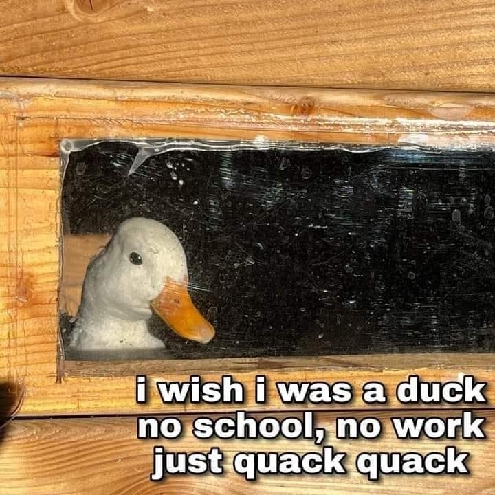 just a duck - meme