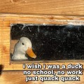 just a duck