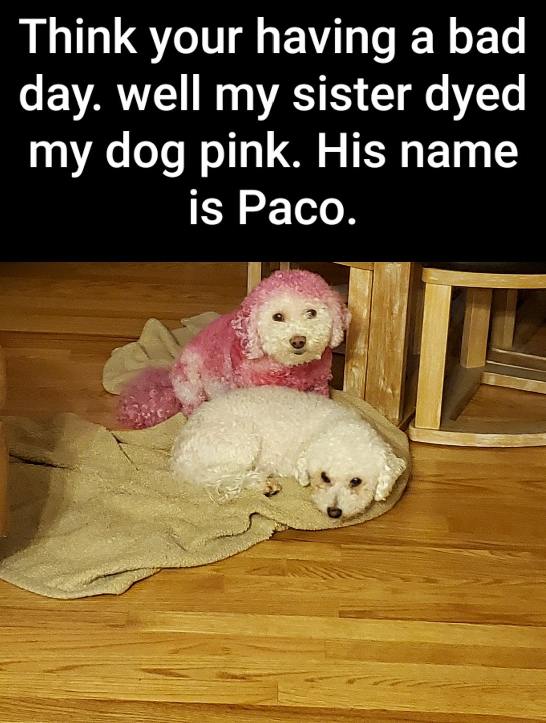 Poor Paco - meme