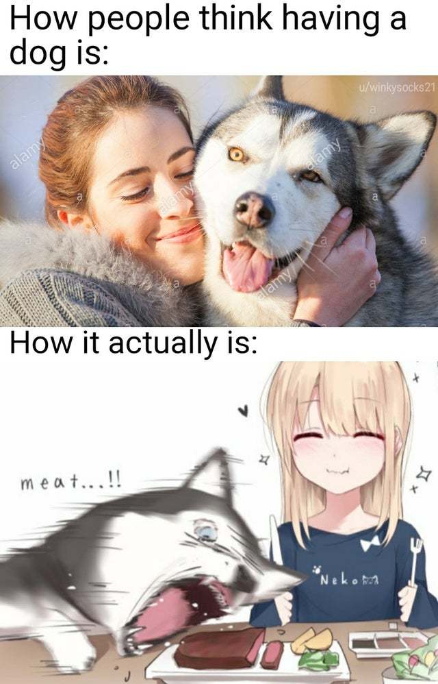 How having a dog actually is - meme