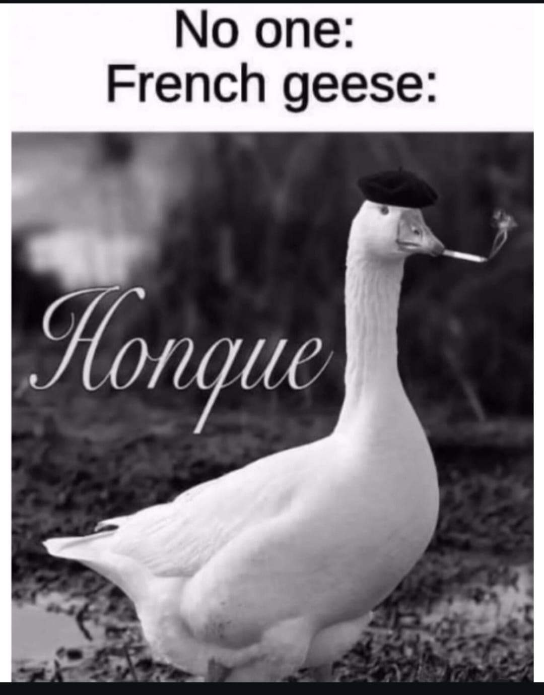 Honque - meme