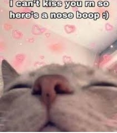 Nose boops from Gato. <33 - meme