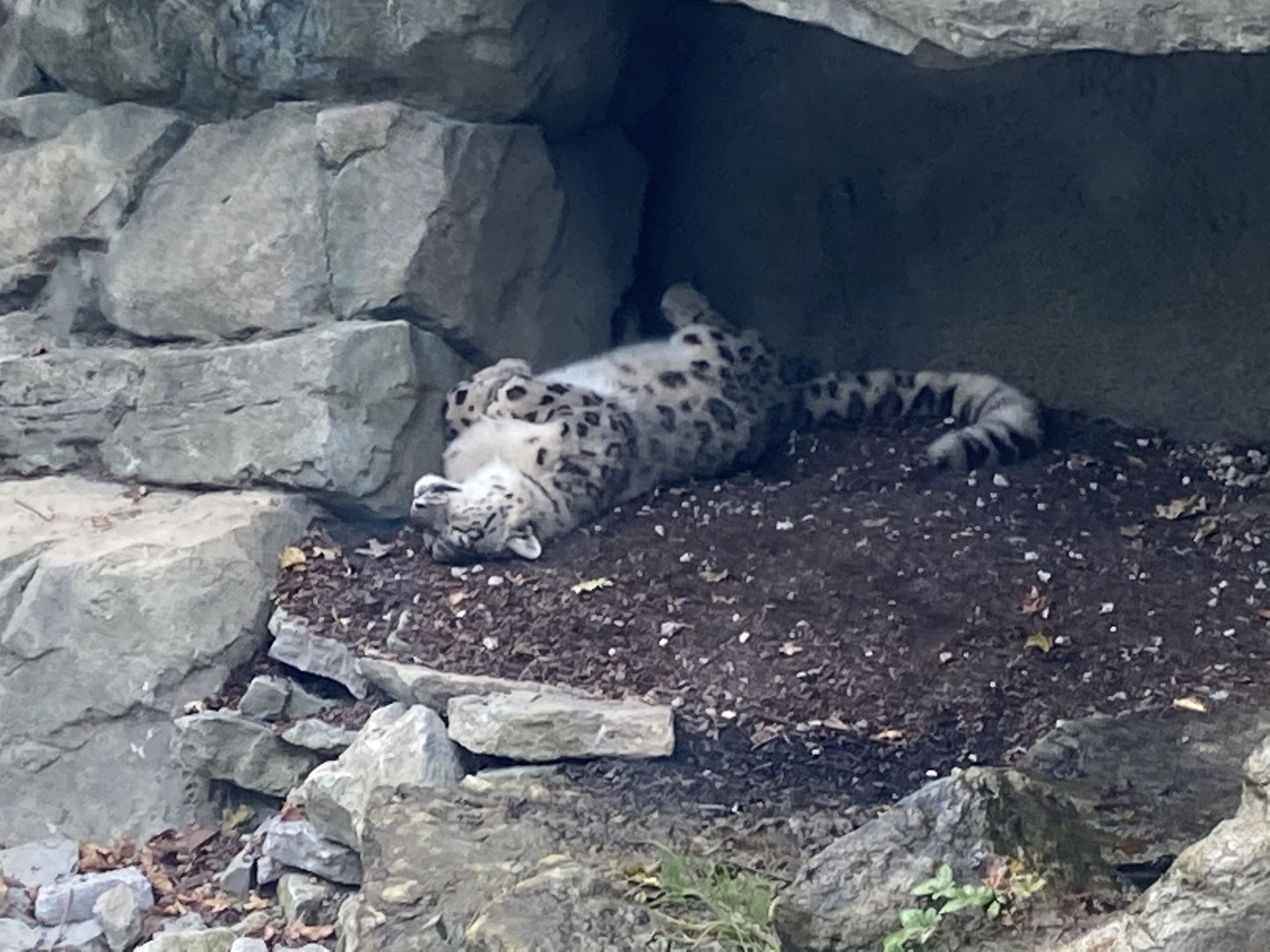 Was at the zoo. Big or smol cat is cat - meme