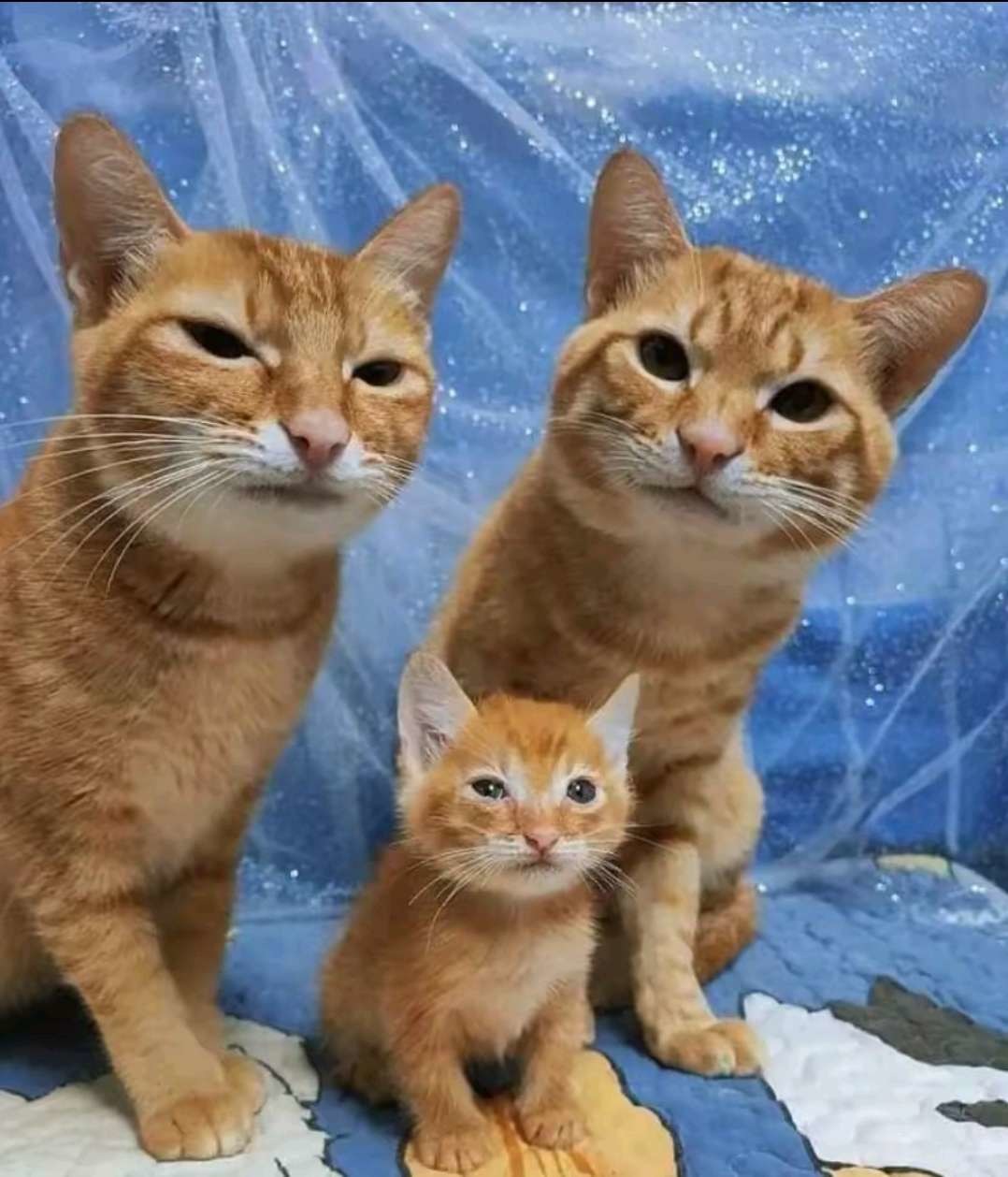 look at these increasingly retarded cats - meme