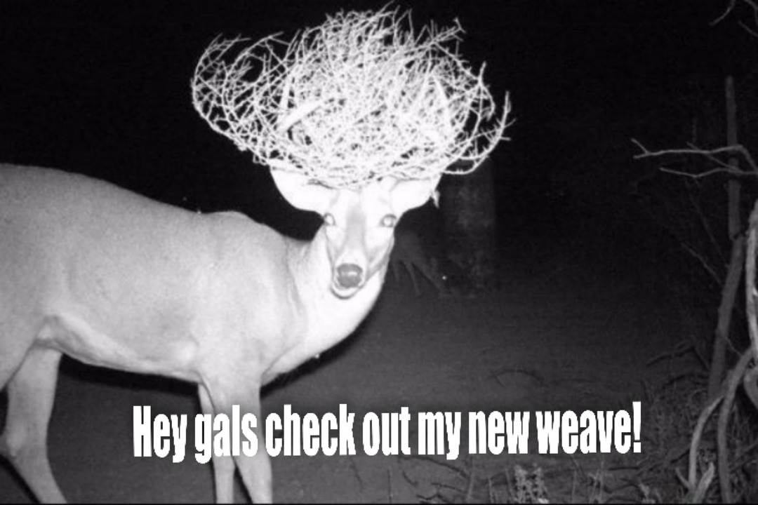 Trail cam - He tangled with a tumble weed. - meme