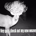 Trail cam - He tangled with a tumble weed.