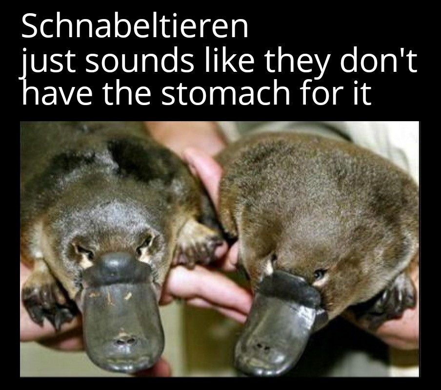 From the gullet straight into the intestines - meme