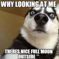 POV-Your Dog Sees A Full Moon: