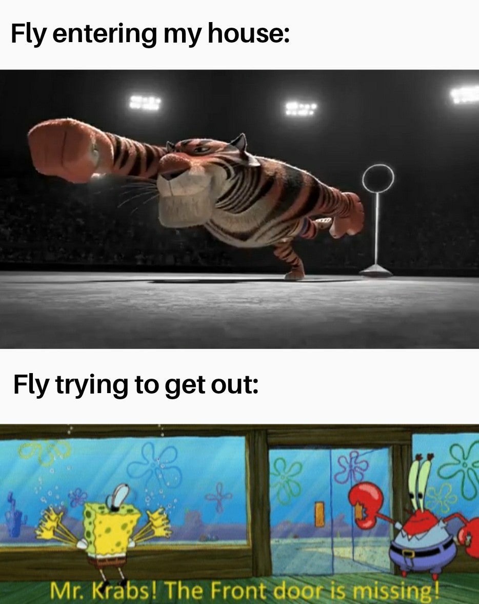 fly - meme