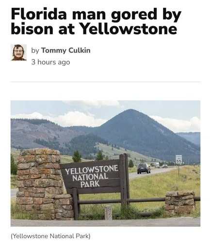 Florida man goes bison jousting at Yellowstone - meme
