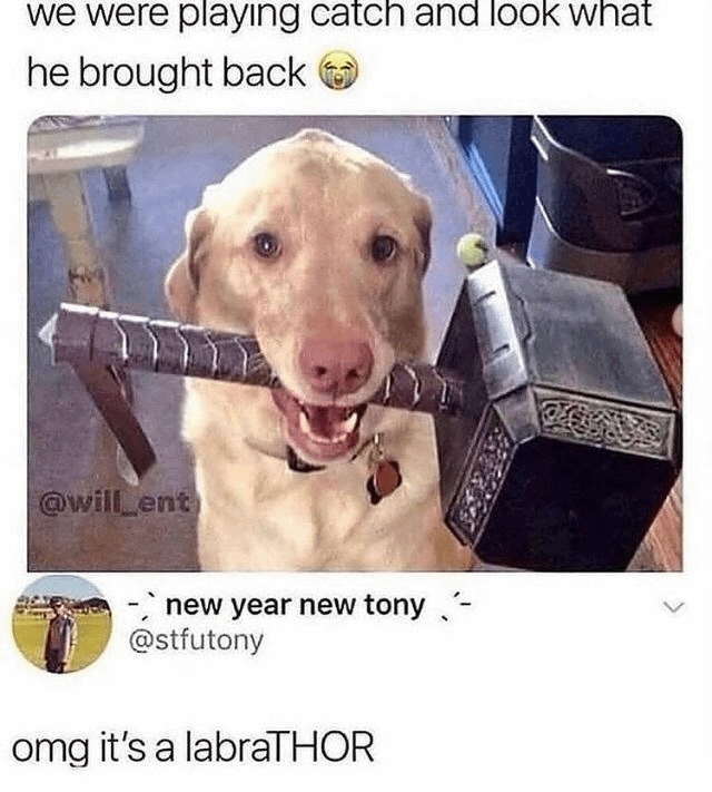 he brought back a literal labraTHOR - meme