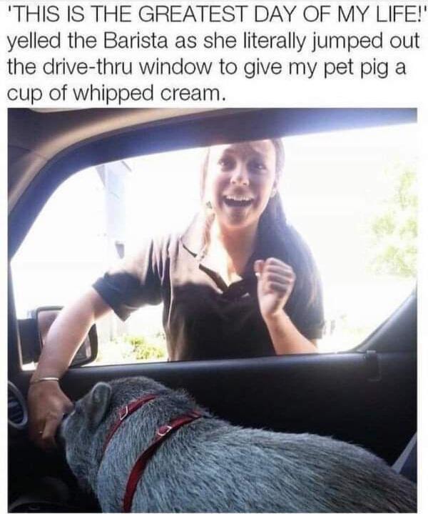 Pet pig for happiness, noted - meme