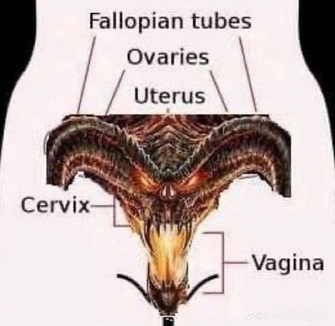 Aparato reproductor femenino - meme