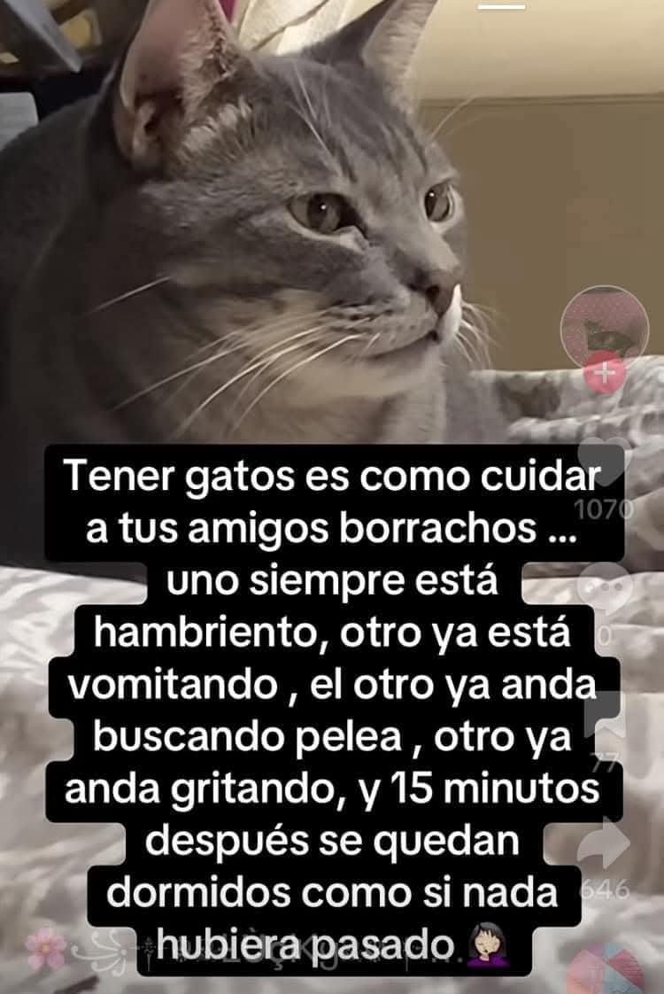 Gatos ctm - meme