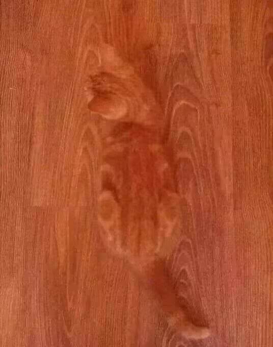 Gato camuflage(el anterior post lo subí al server Inglés accidentalmente) - meme
