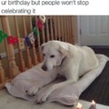 Happy birthday doggo meme