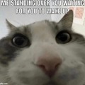 meme made by your cat