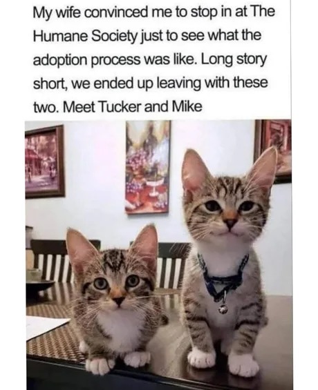 Cat adoption - meme