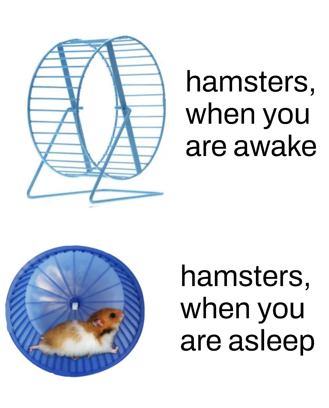 Hamsters - meme