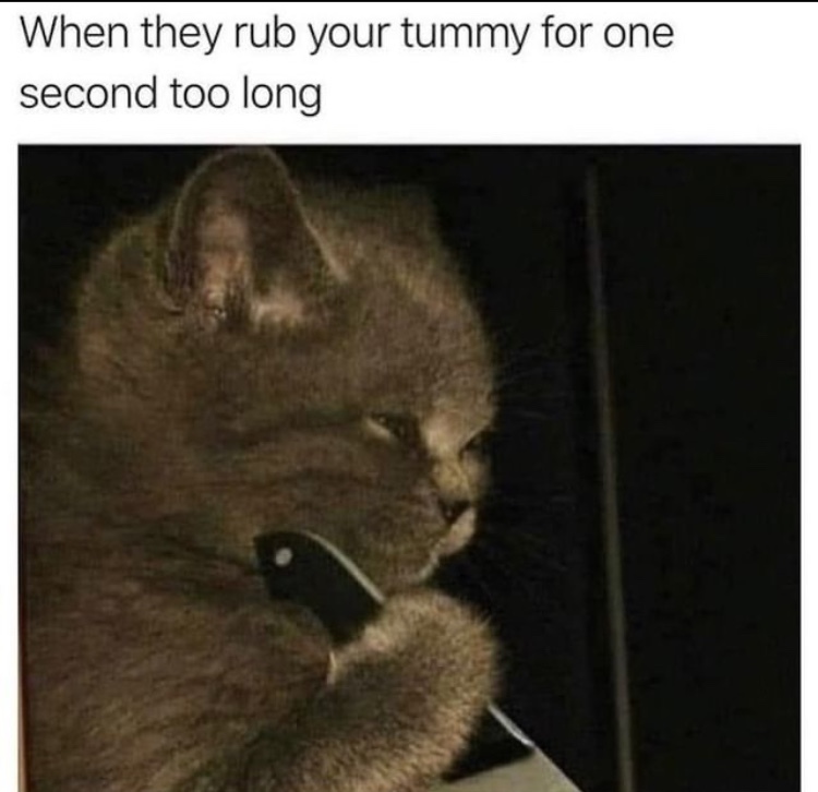 mess with catto you get the stabbo - meme
