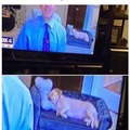 Weatherman's dog is wholesome