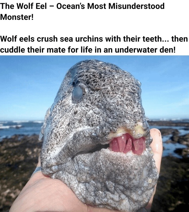 Wolf eels: sea monsters that crush urchins and snuggle - meme