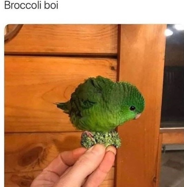 you thought it was broccoli but it was just birb - meme