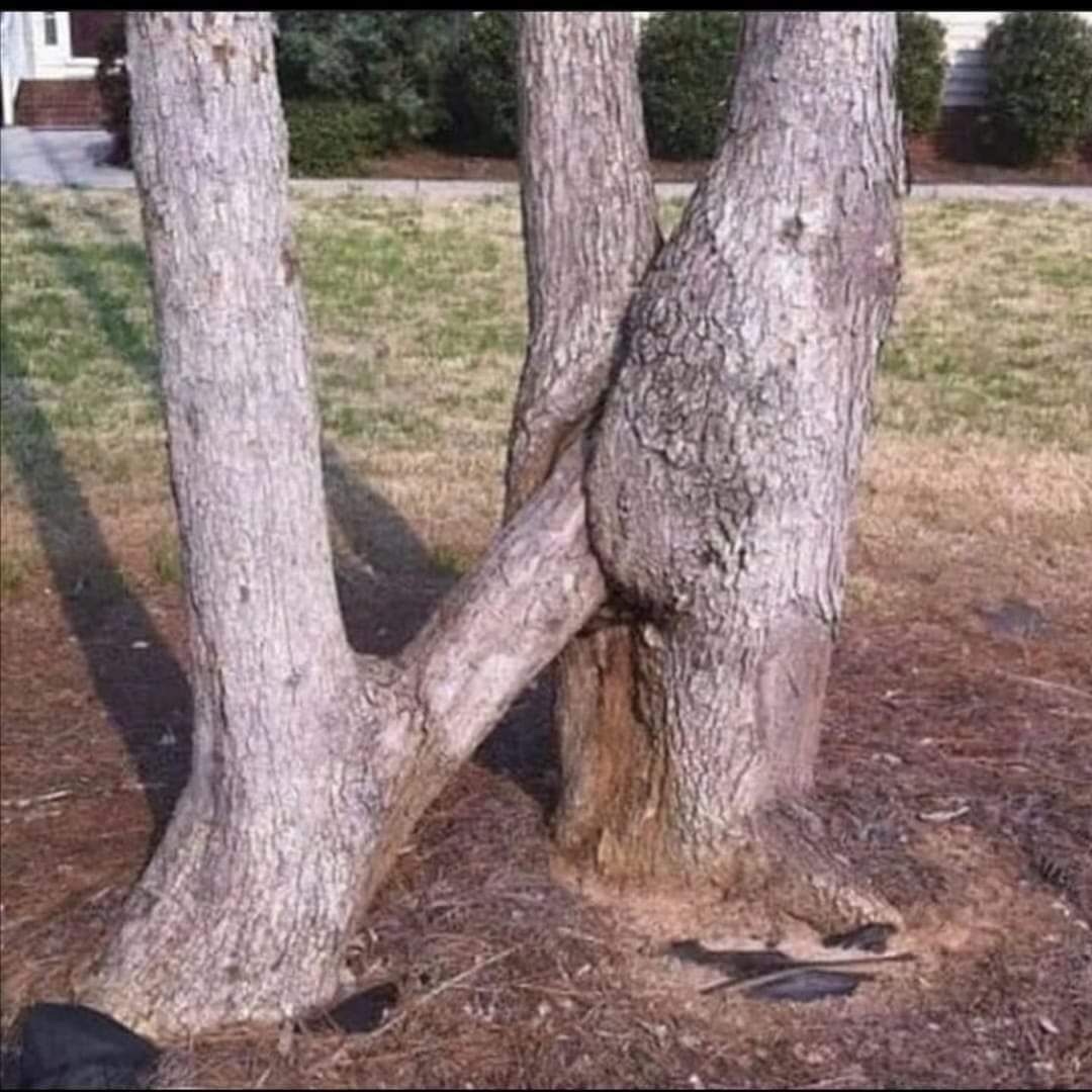 horny trees - meme