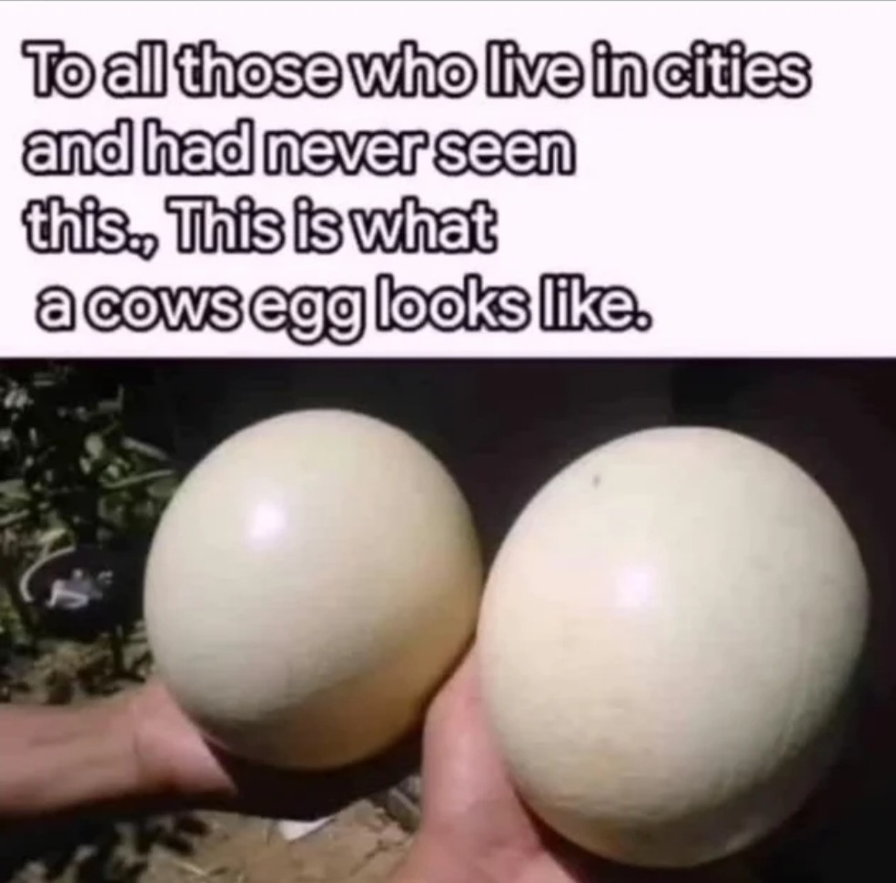 Cow eggs - meme