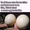 Cow eggs