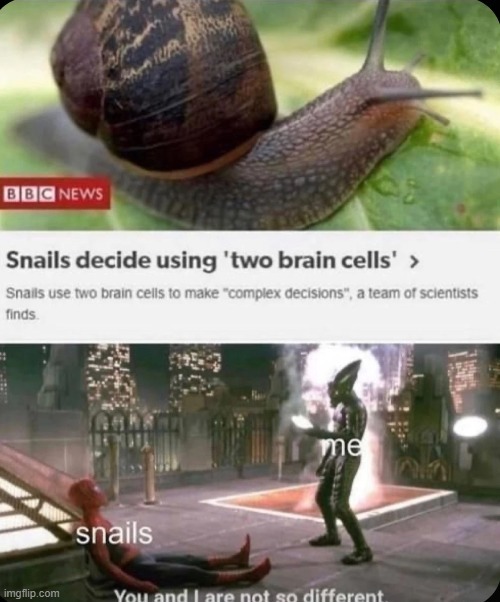 Snails decide using two brain cells - meme