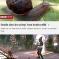 Snails decide using two brain cells