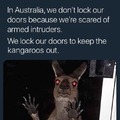 Who let the roos out?