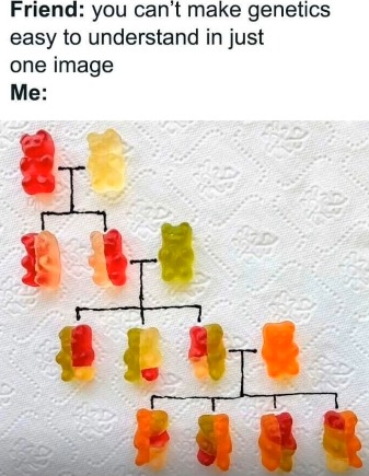 RIP the bears who died single - meme