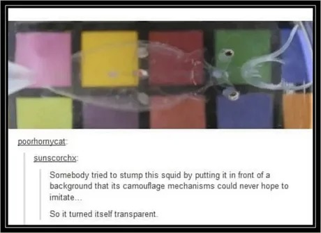 Transparent fish - meme