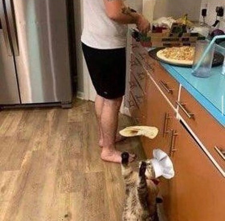 chef cat - meme