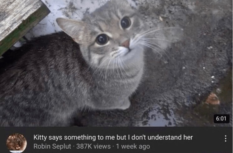 This is a sad cat story - meme