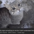 This is a sad cat story