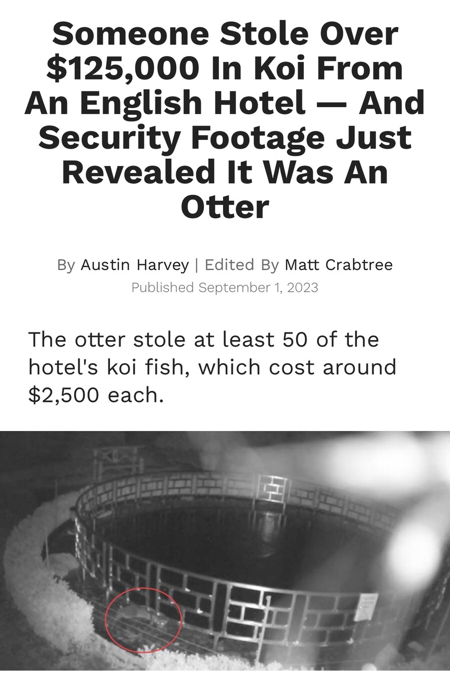 funny otter robbery september news meme