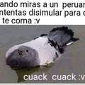 cuack