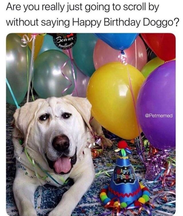 Happy birthday doggo - meme