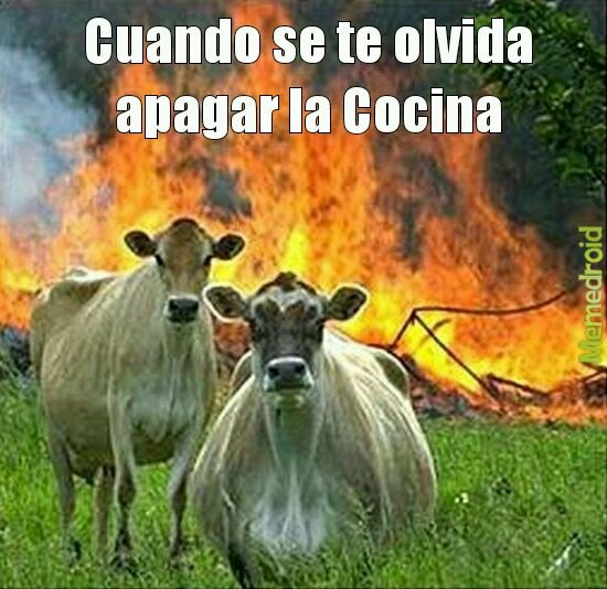 Esto no va a salir como meme