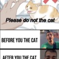 Do not the cat