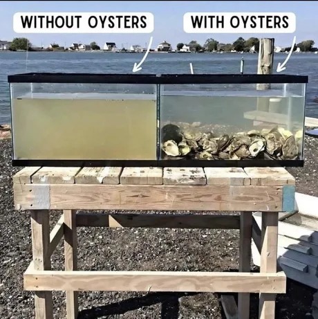 Oysters, the cleaners of the ocean - meme